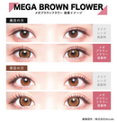 【公式】カラーズマンスリー2枚入